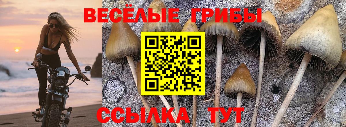 Псилоцибиновые грибы Psilocybe  Вход с VPN  Краснокаменск 